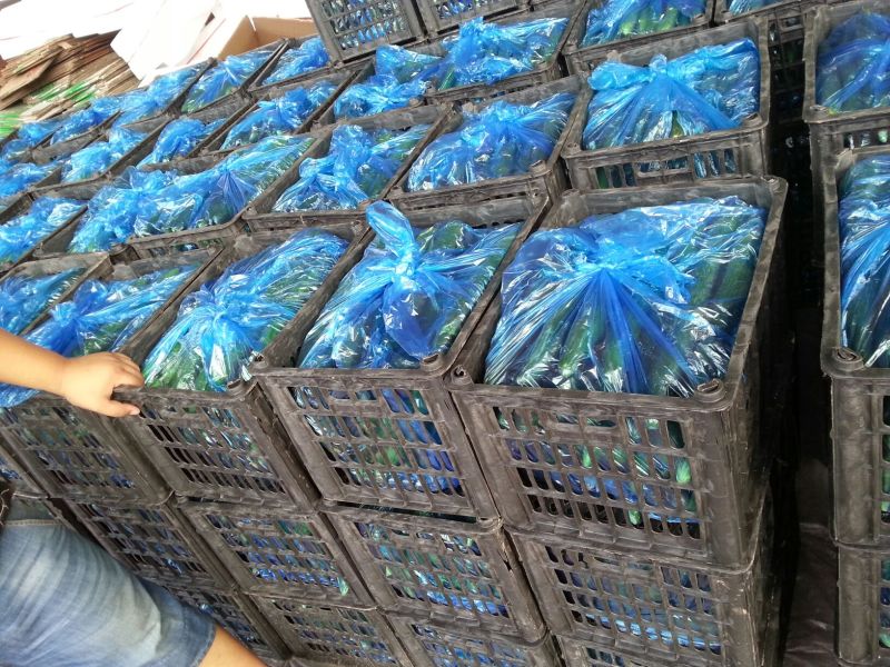 密刺黄瓜干花带刺22~25公分山东聊城莘县青瓜