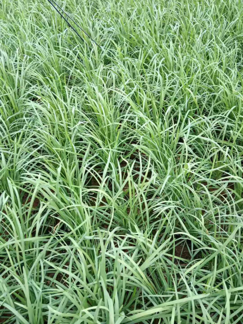 韭菜