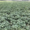 恩泽蔬菜种植农场的一亩田店铺