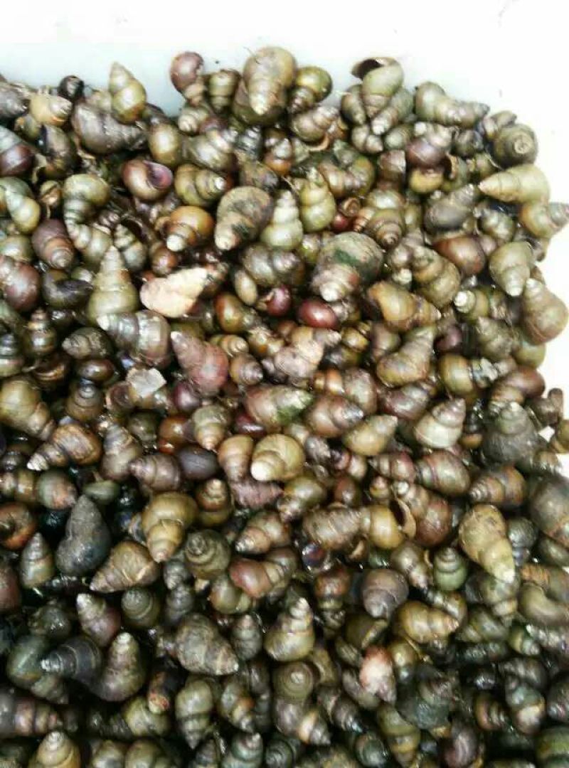 田螺食用鲜活
