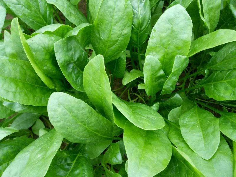 大叶菠菜20~25厘米