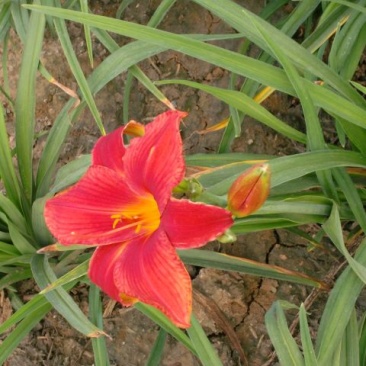黄花鸢尾
