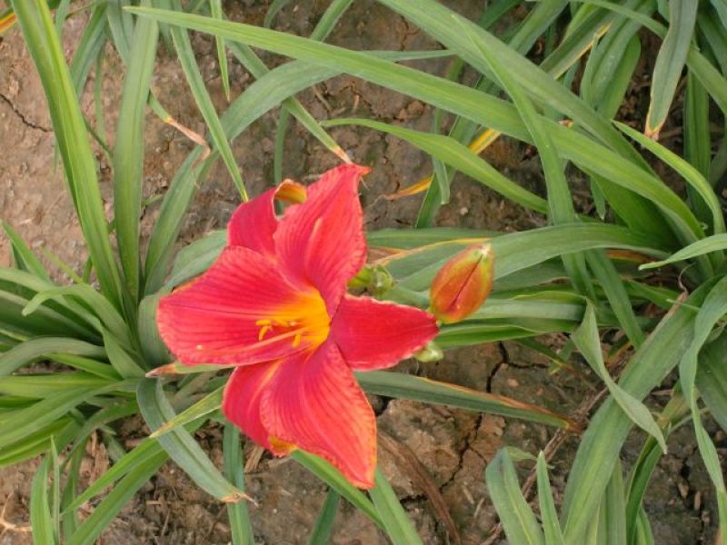 黄花鸢尾