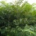 香椿苗大棚种植红油香椿