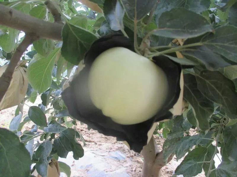 金帅苹果，下检价位合适