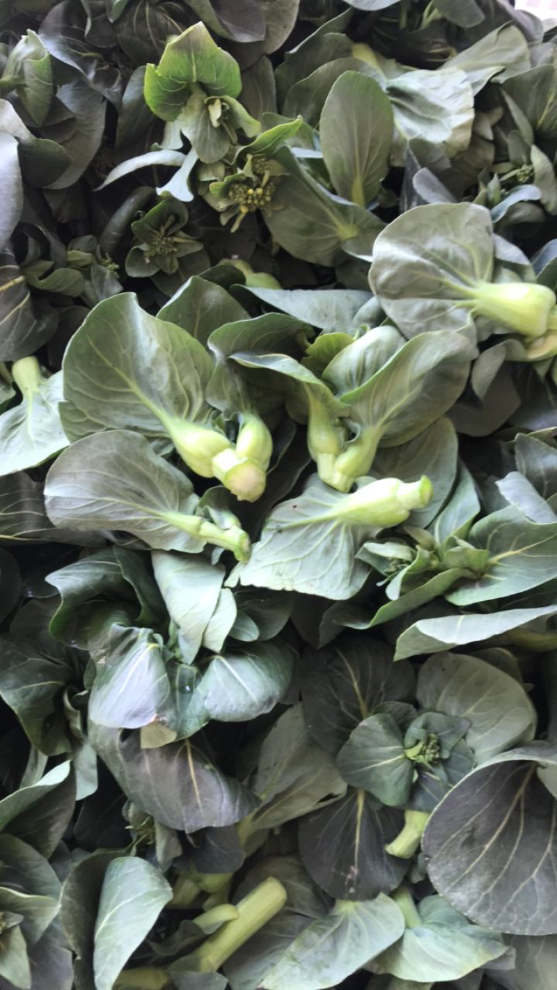 苏帅矮箕叶菜