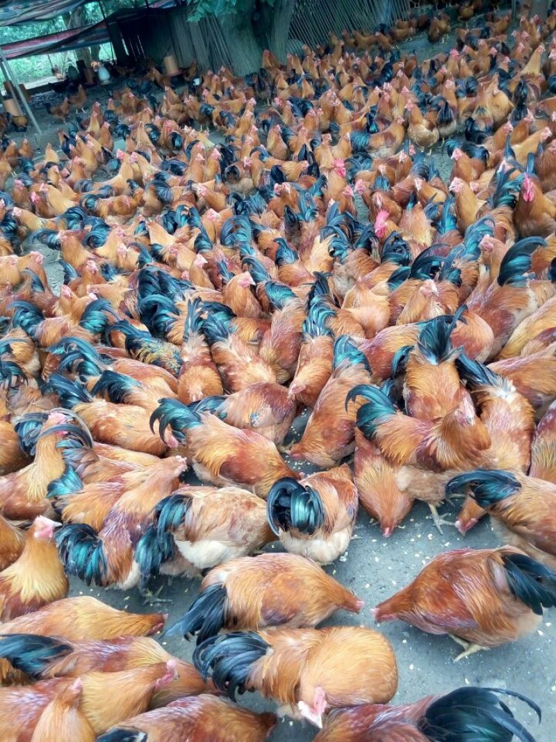 土鸡6月以下