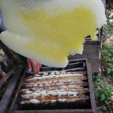蜂蜜天然