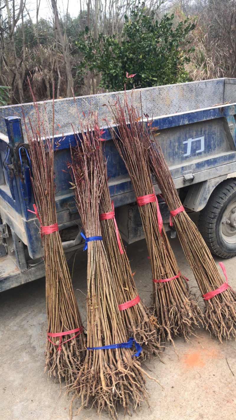 江西黄连木一年生小苗培育种植基地大量供应
