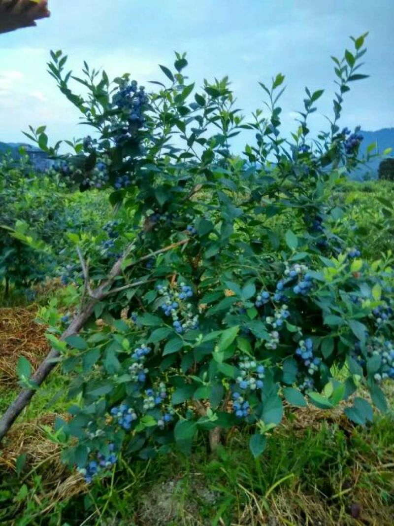 蓝莓4~6mm以上