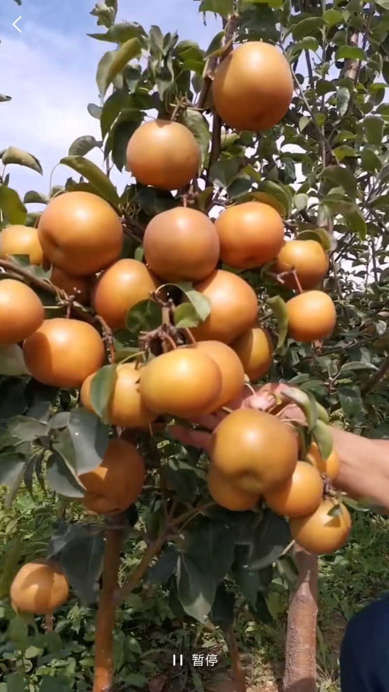 梨树苗品种齐全规格全