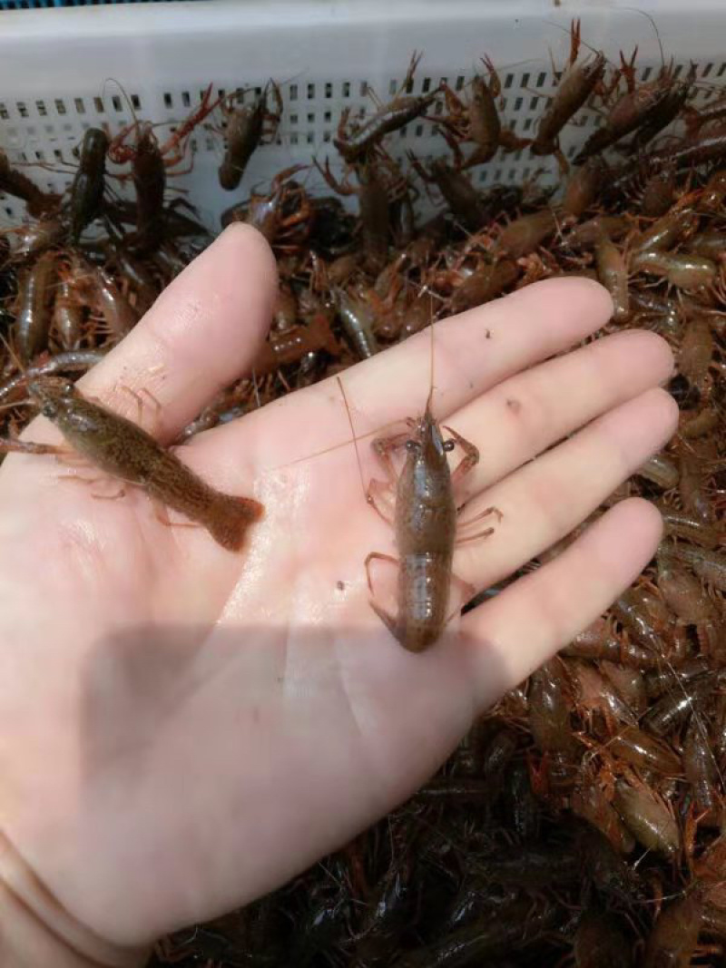 浙江小龙虾苗！龙虾虾种！成活率高！距离短送货上门