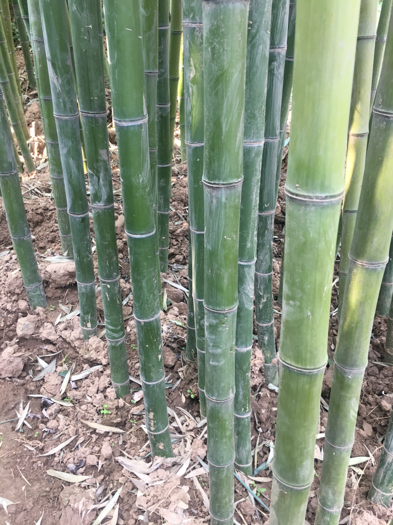 竹子青竹金镶玉竹大小规格齐全保鲜发货