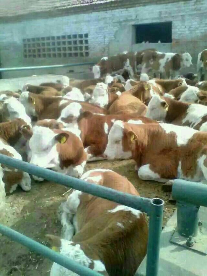 肉牛小牛苗，肉牛犊，育肥牛犊，黄牛犊全国包运货到付款