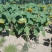 363葵花籽