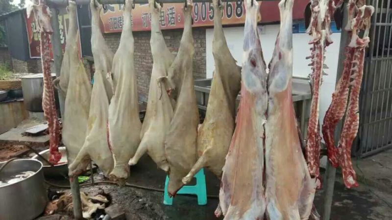 羊肉山羊肉否