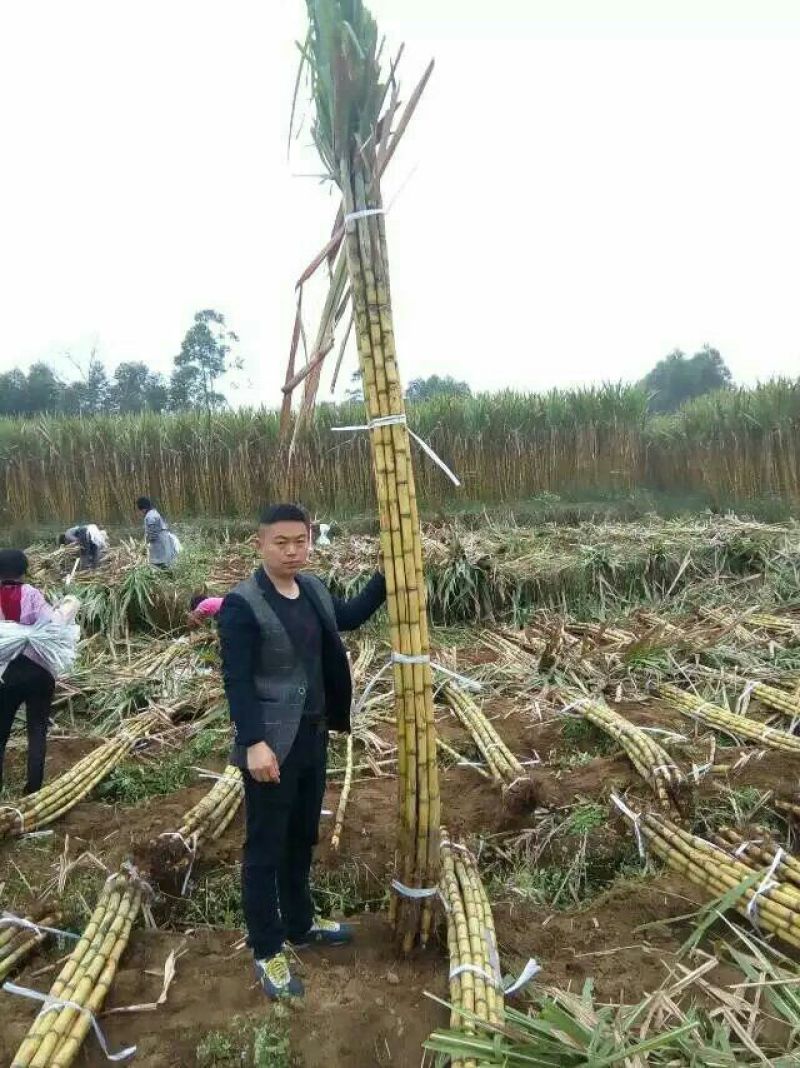 广西黑皮甘蔗产地直供口感清甜交通便利全国代发一条龙