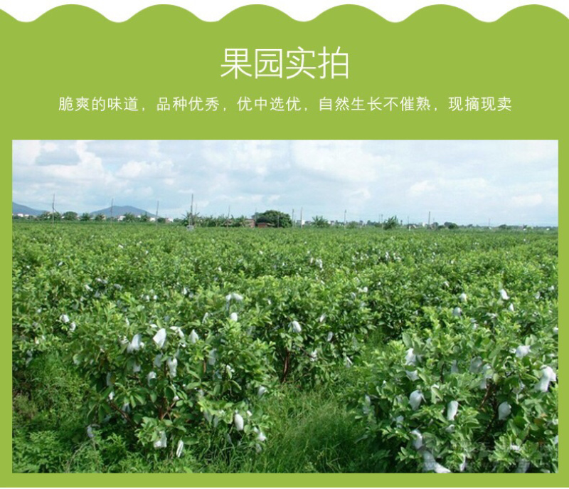 台湾红心芭乐番石榴孕妇水果低糖高钙健康水果