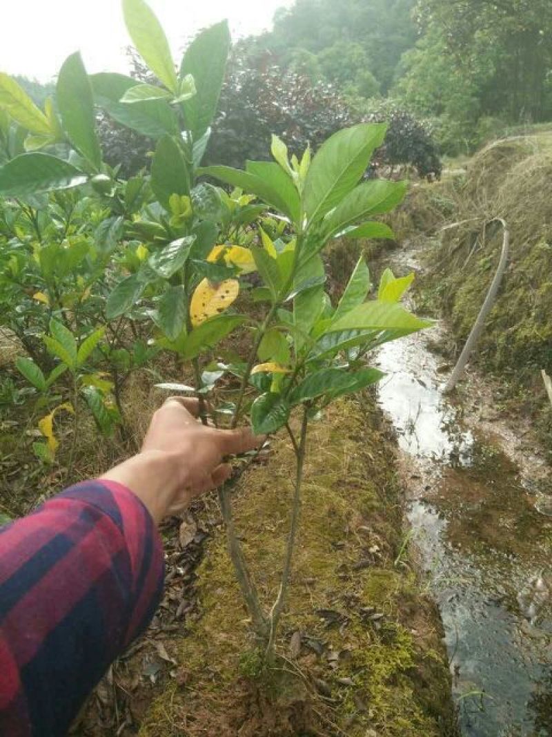 大叶栀子苗50~60cm