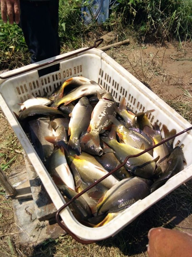 池鲤鱼食用1~2公斤