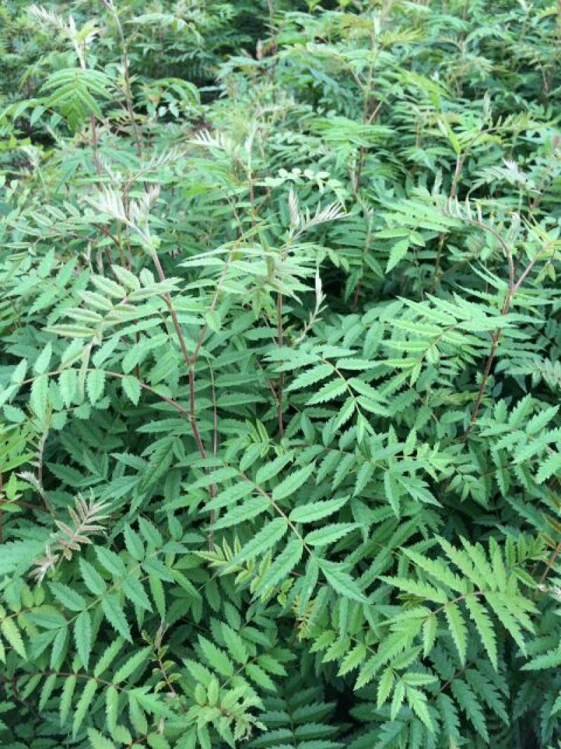 花楸苗白桦花楸水榆花楸，花楸树苗乡土彩叶苗木