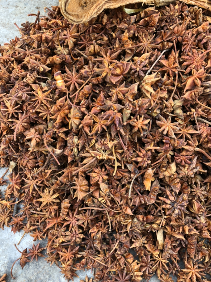 八角广西藤县古龙春花八角大量供货量大价优欢迎来电咨询