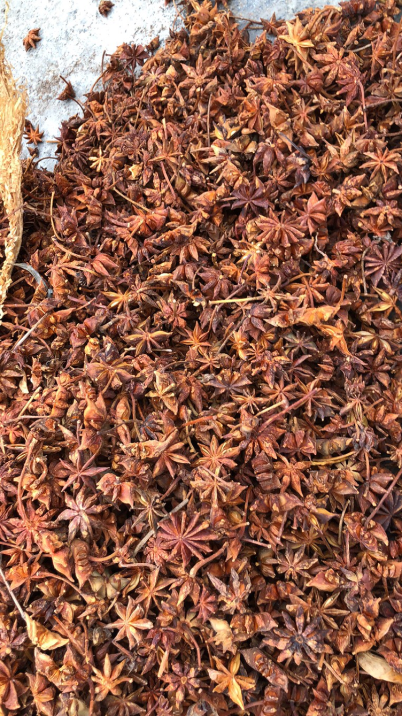 八角广西藤县古龙春花八角大量供货量大价优欢迎来电咨询