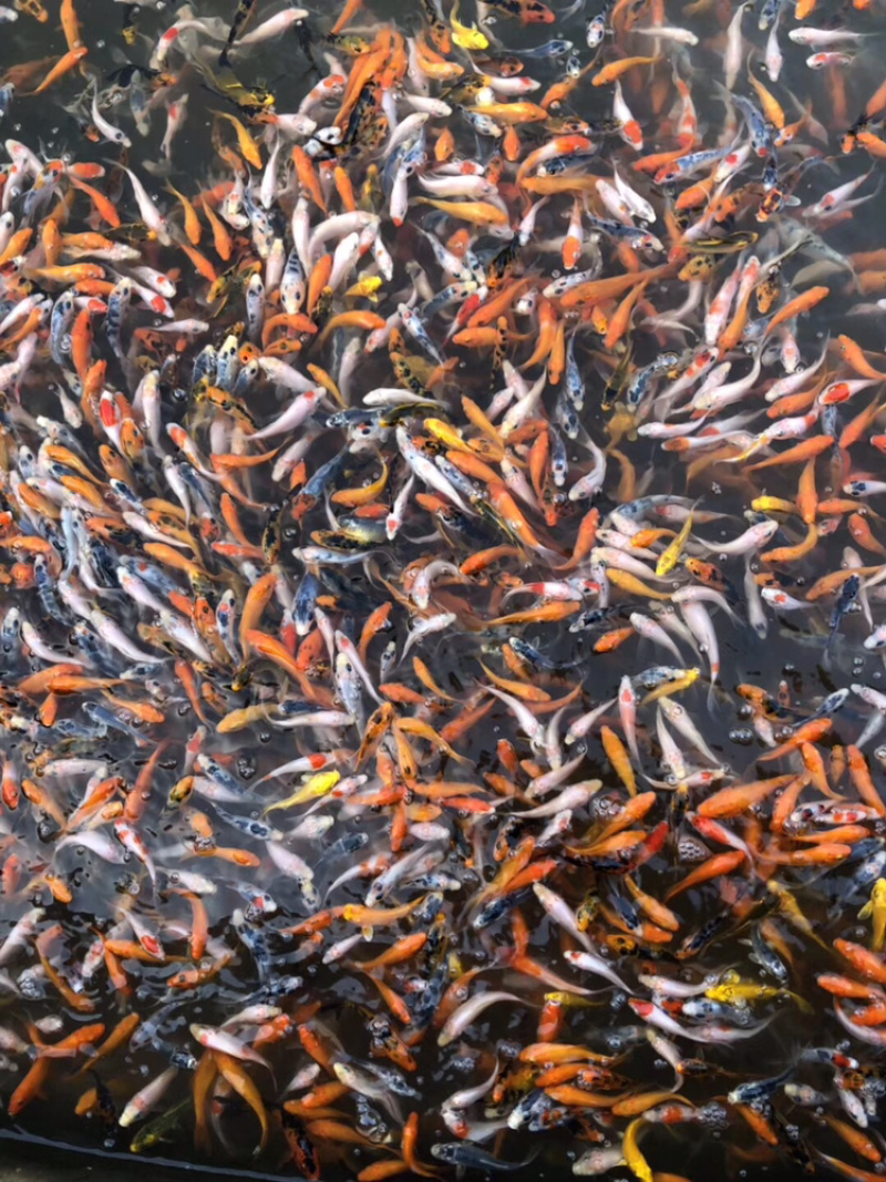 水产种苗淡水鱼苗三色锦鲤鱼苗昭和三色锦鲤苗