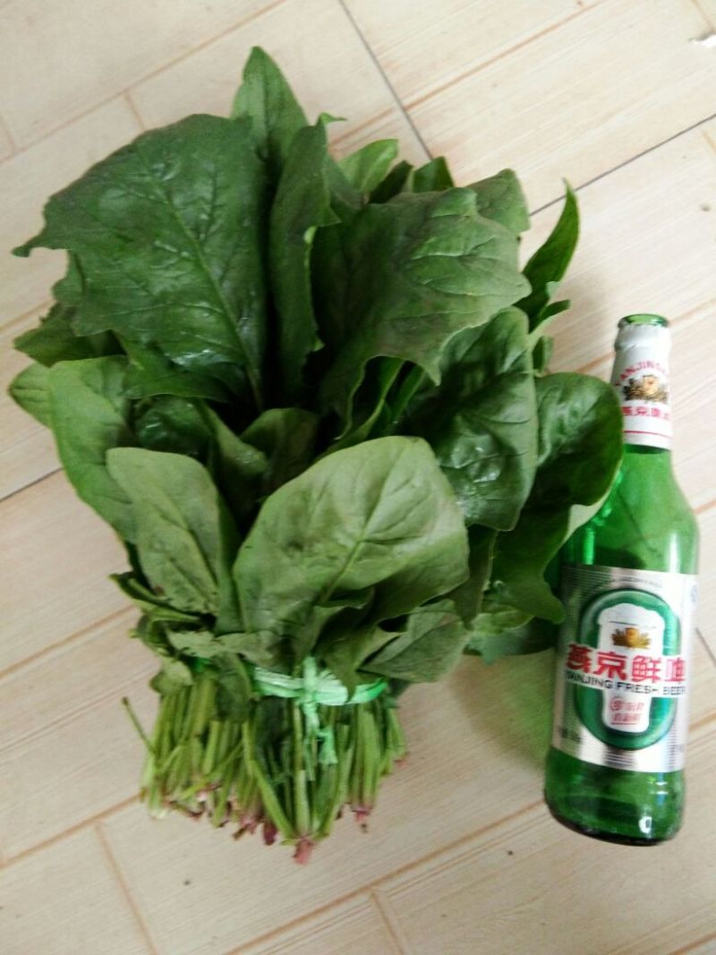 秋菠菜20~25厘米