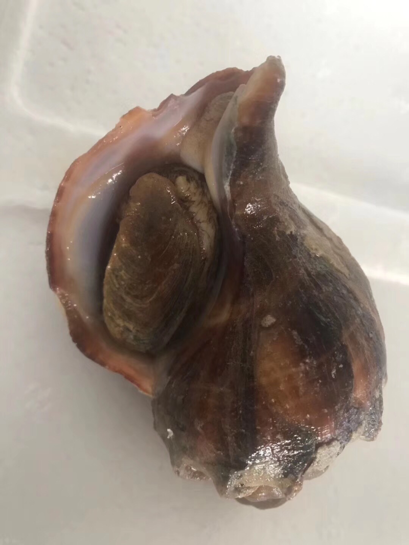 韩国🇰🇷香螺，品质第一全国发货