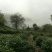 本山茶一级