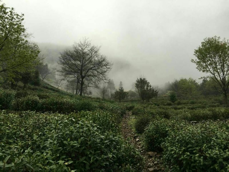 本山茶一级