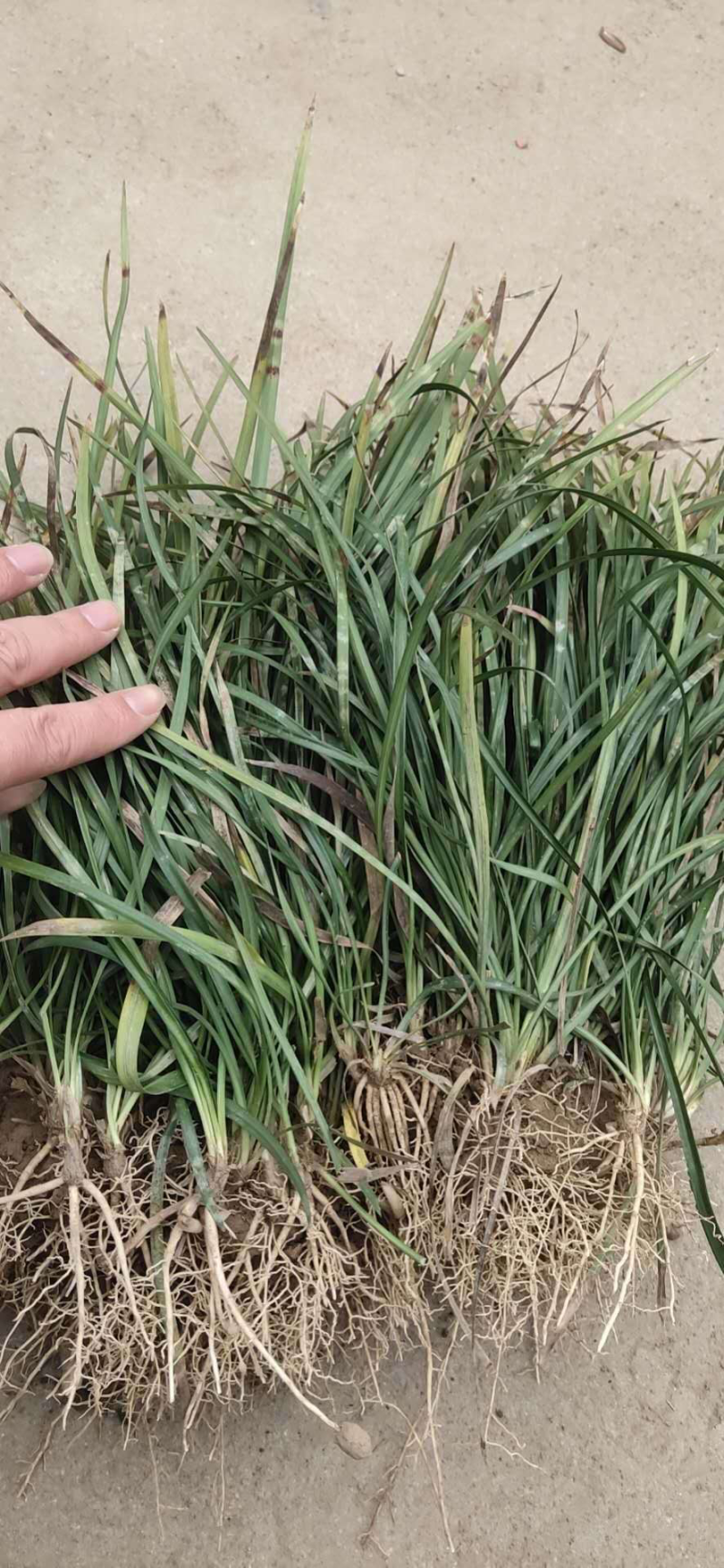 麦冬草系列