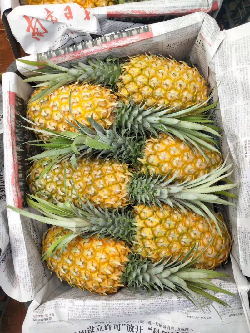 菠萝