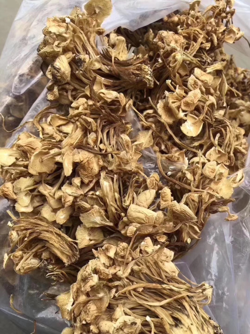 2020年新品茶树菇，黄花菜一件20斤品质好，价格实惠，
