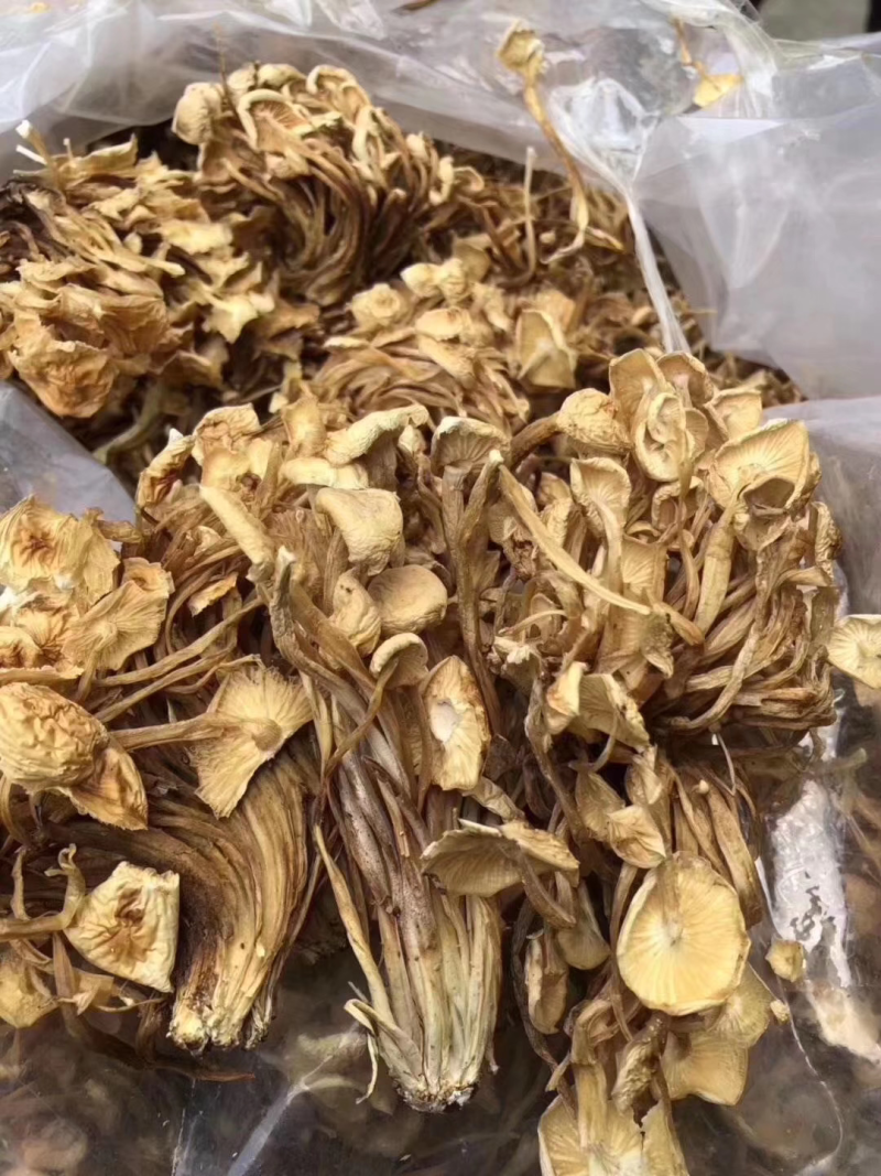 2020年新品茶树菇，黄花菜一件20斤品质好，价格实惠，