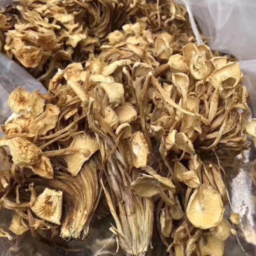 2020年新品茶树菇，黄花菜一件20斤品质好，价格实惠，