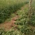 花椒苗1-3年苗大红袍，狮子头，无刺花椒
