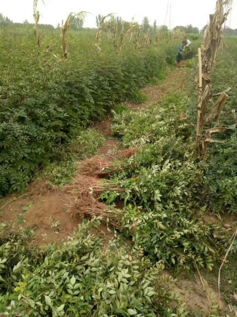 花椒苗1-3年苗大红袍，狮子头，无刺花椒