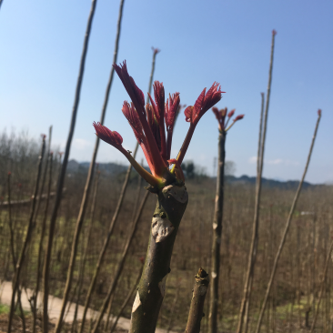 香椿芽