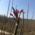 香椿芽