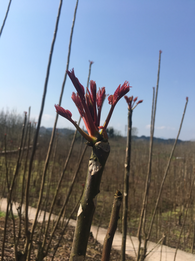 香椿芽