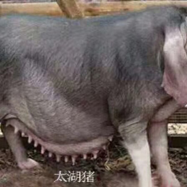 母猪出售品种齐全送货上门