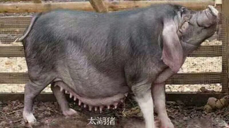 母猪出售品种齐全送货上门