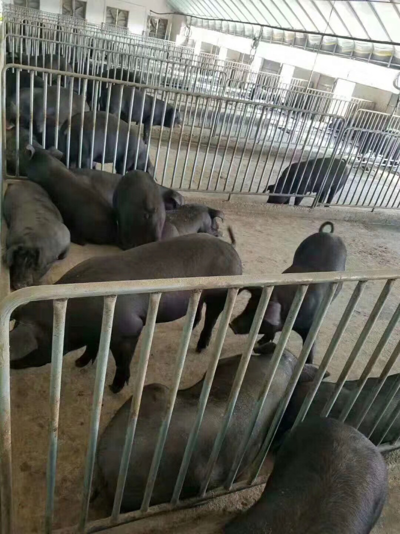 母猪出售品种齐全送货上门