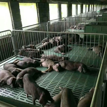 母猪优惠大量供应免运费送货上门