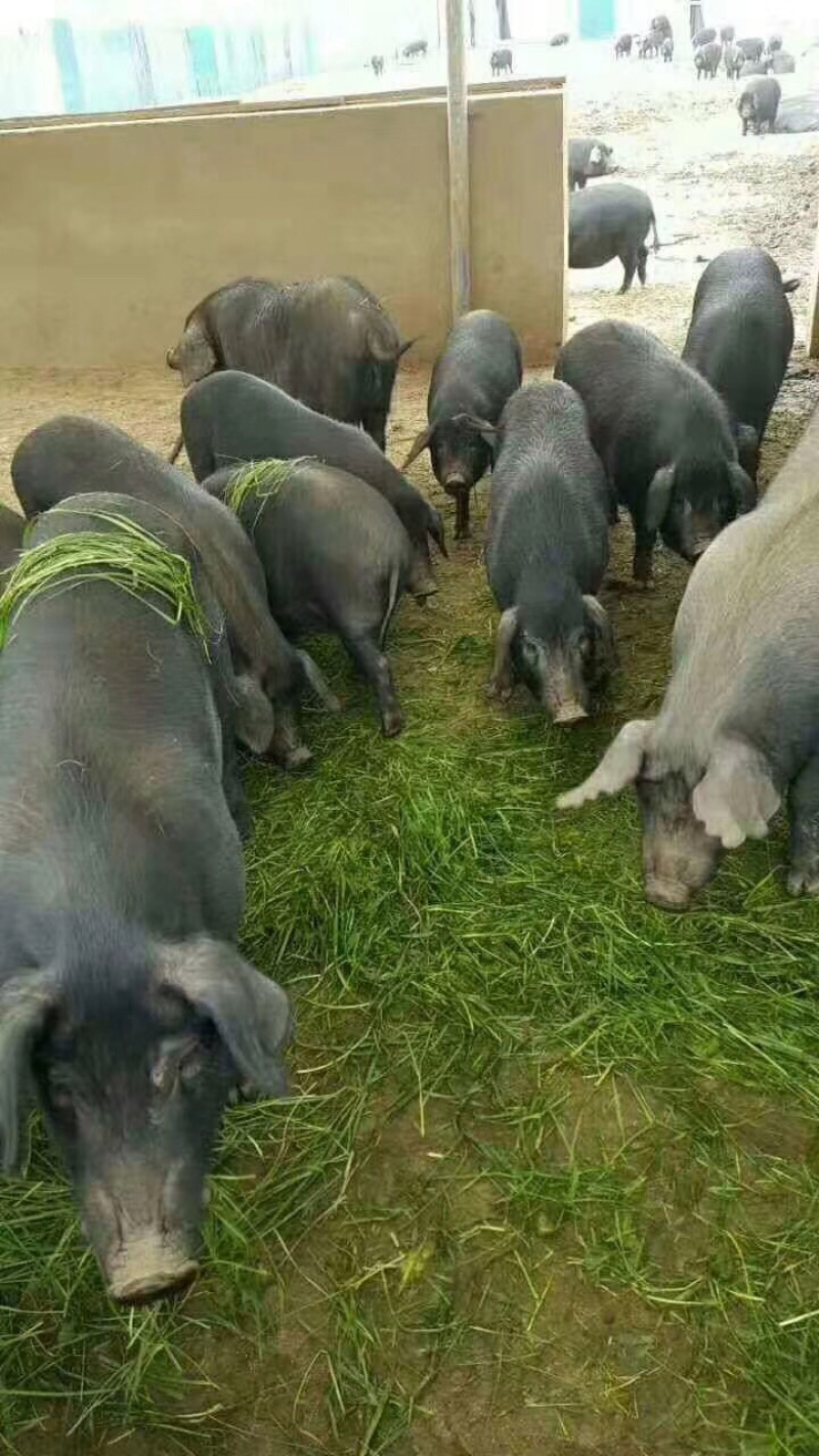 母猪优惠大量供应免运费送货上门