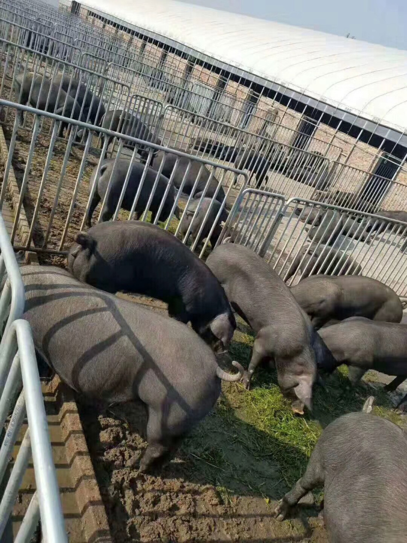 母猪优惠大量供应免运费送货上门