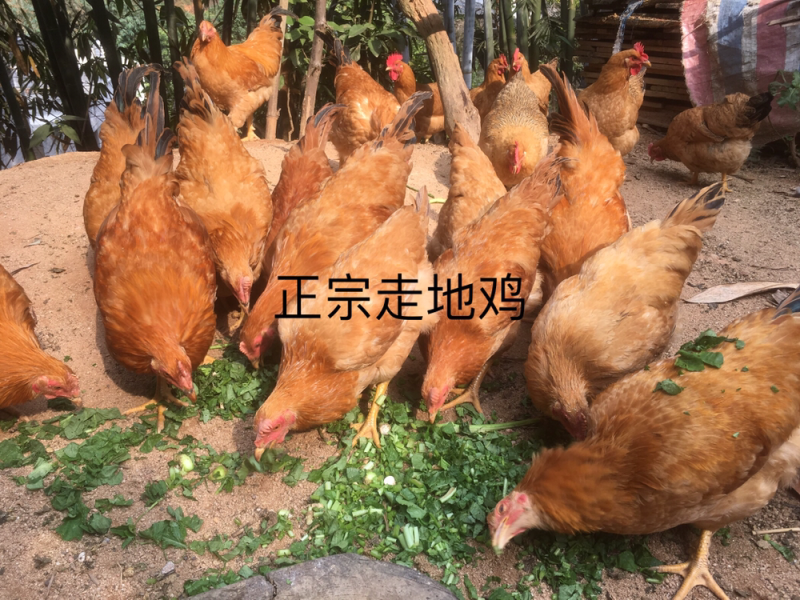 放山鸡