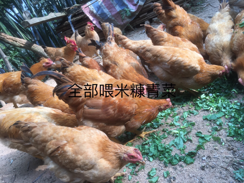 放山鸡